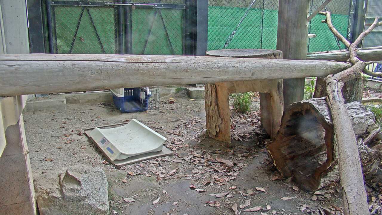 ツシマヤマネコ（福岡市動物園）