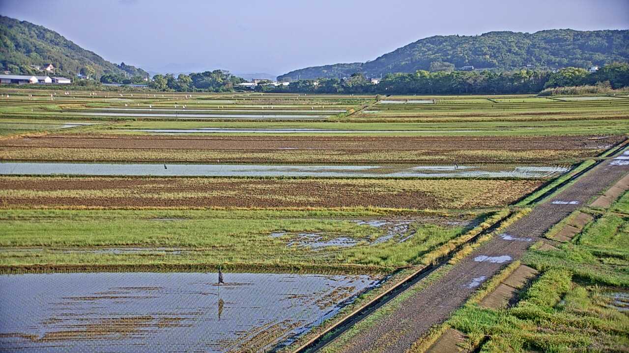 出水平野のツル