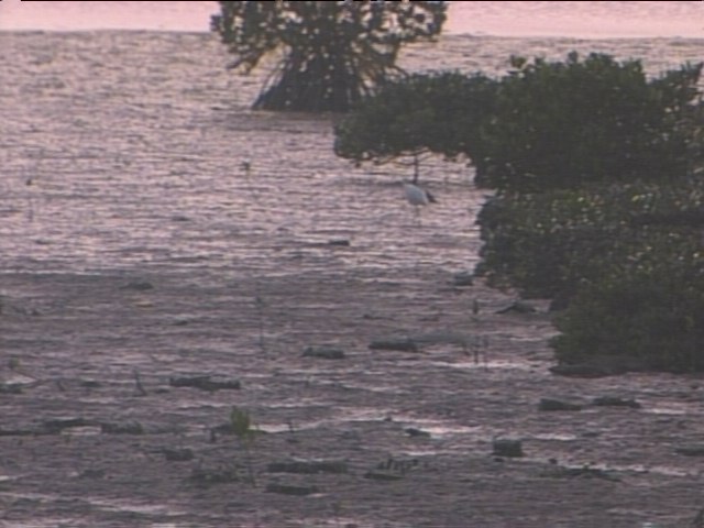 Mud flats and Mangroves in Lake Manko
