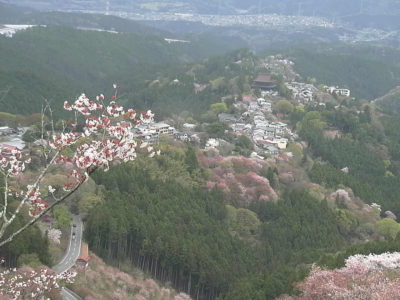 2021/04/04 12:00 - 吉野山上千本から望む吉野桜と町並み