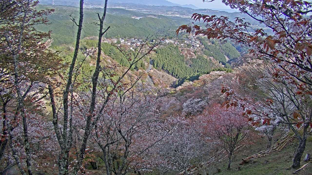 吉野山上千本から望む吉野桜と町並み