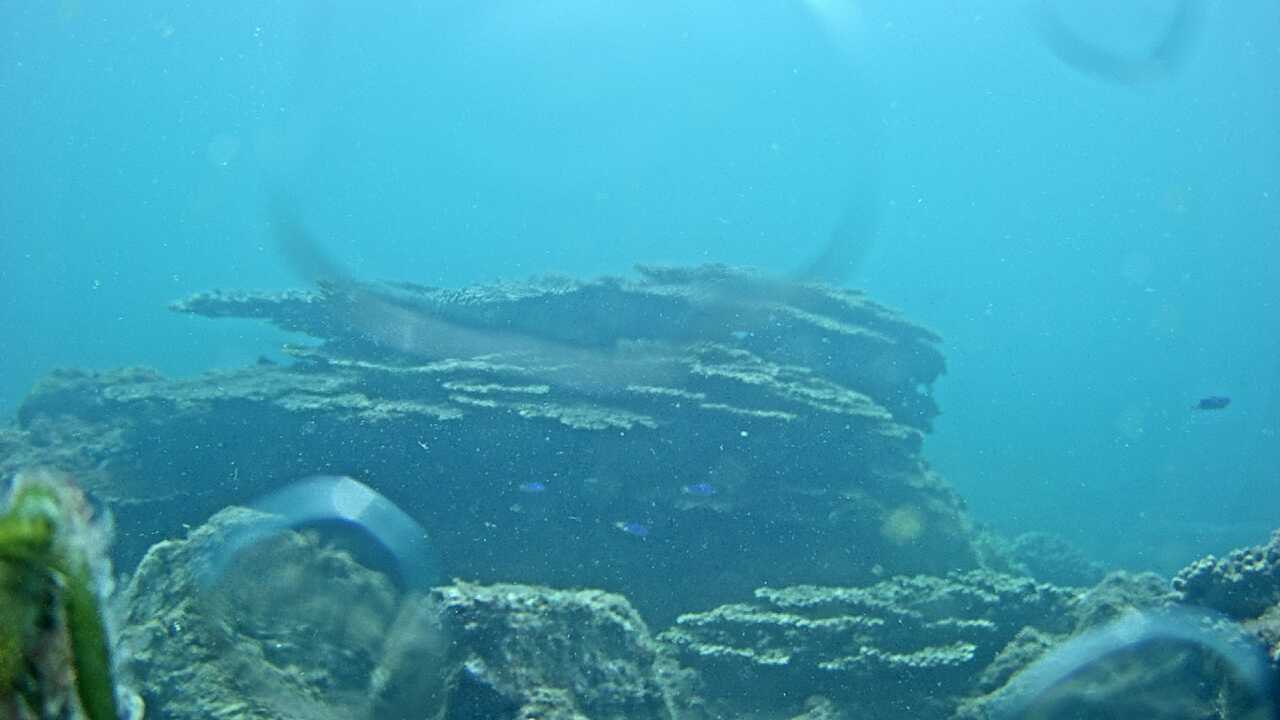 Kushimoto Marine Park (Underwater Landscape)