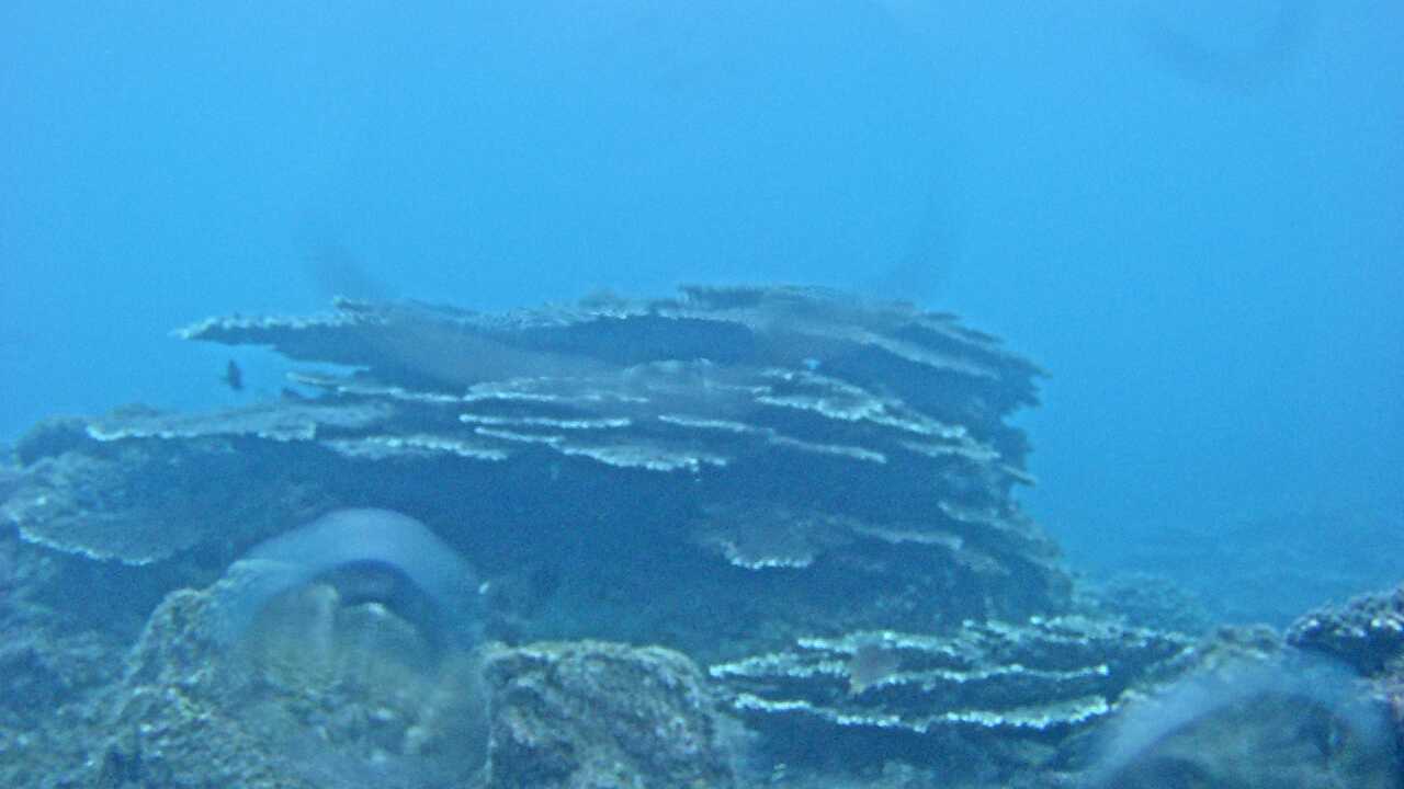 串本海中公園(海中景観)