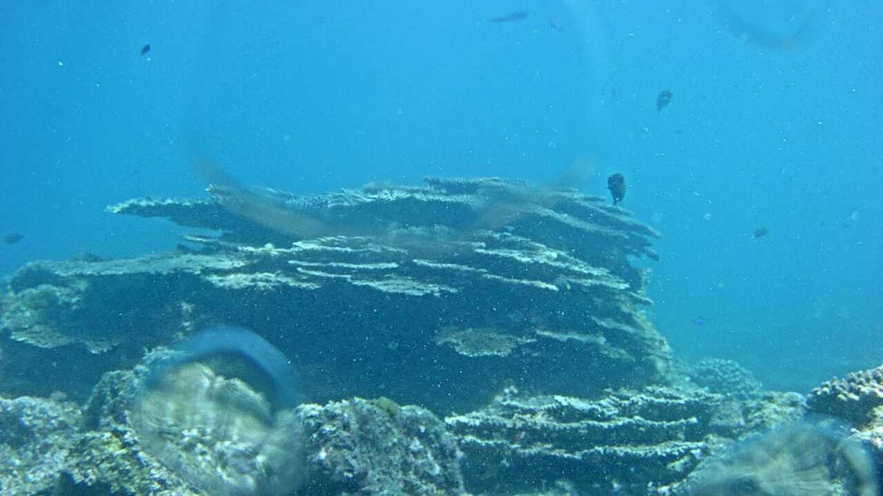 串本海中公園(海中景観)