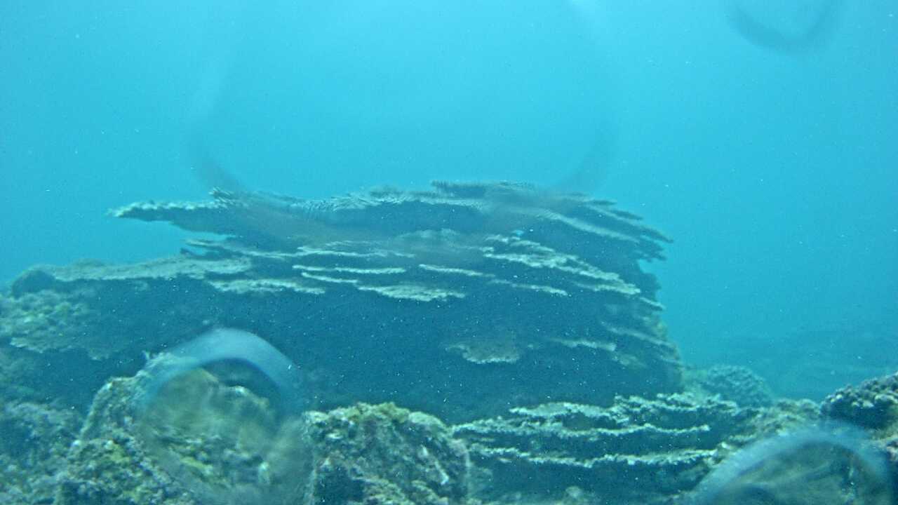 Kushimoto Marine Park (Underwater Landscape)
