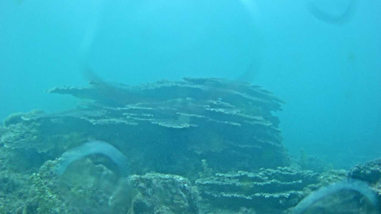 Kushimoto Marine Park (Underwater Landscape)