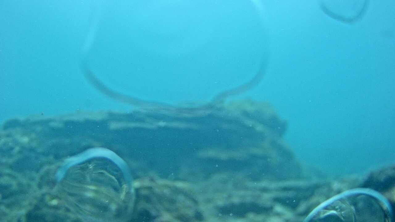 Kushimoto Marine Park (Underwater Landscape)