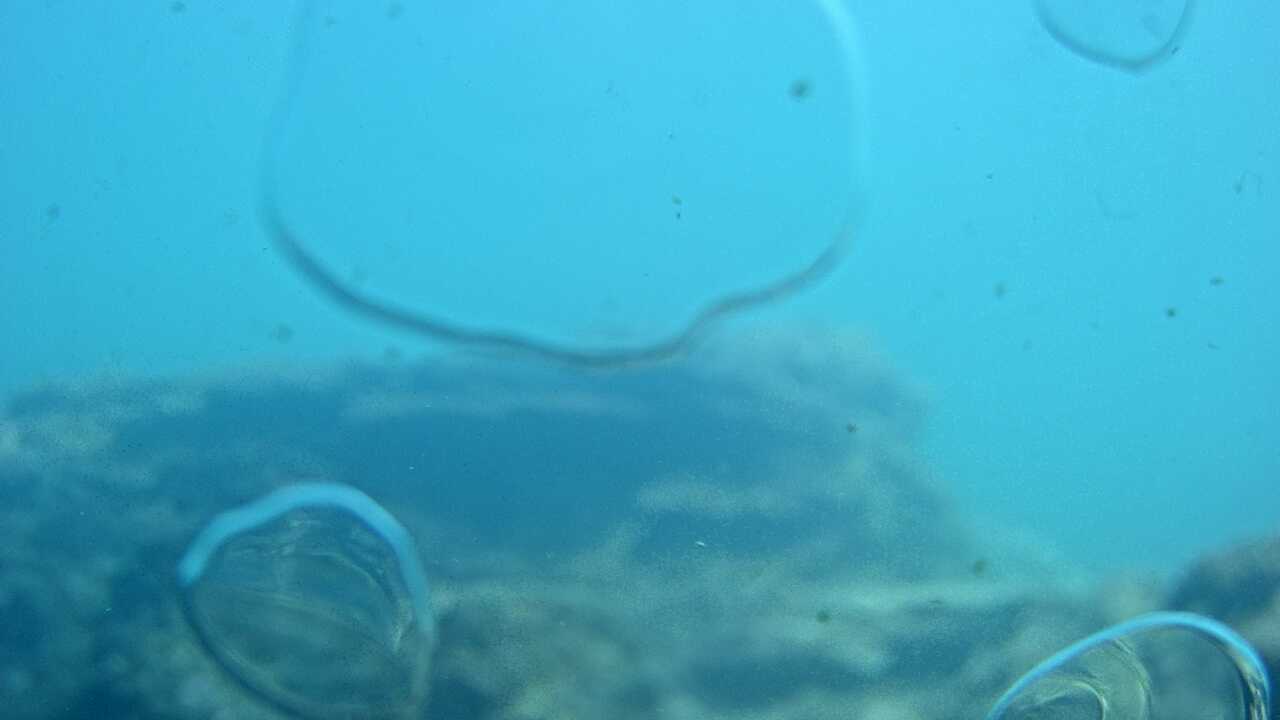 Kushimoto Marine Park (Underwater Landscape)