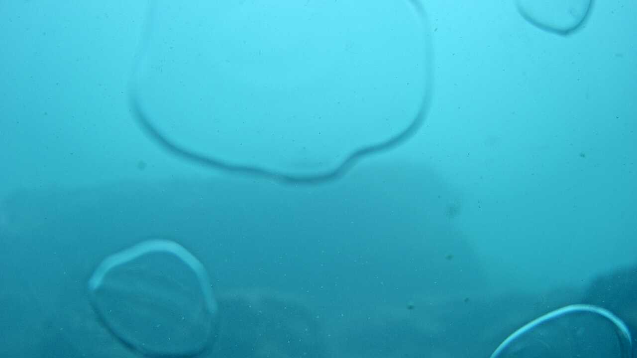Kushimoto Marine Park (Underwater Landscape)