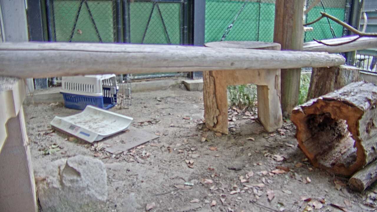 ツシマヤマネコ（福岡市動物園）