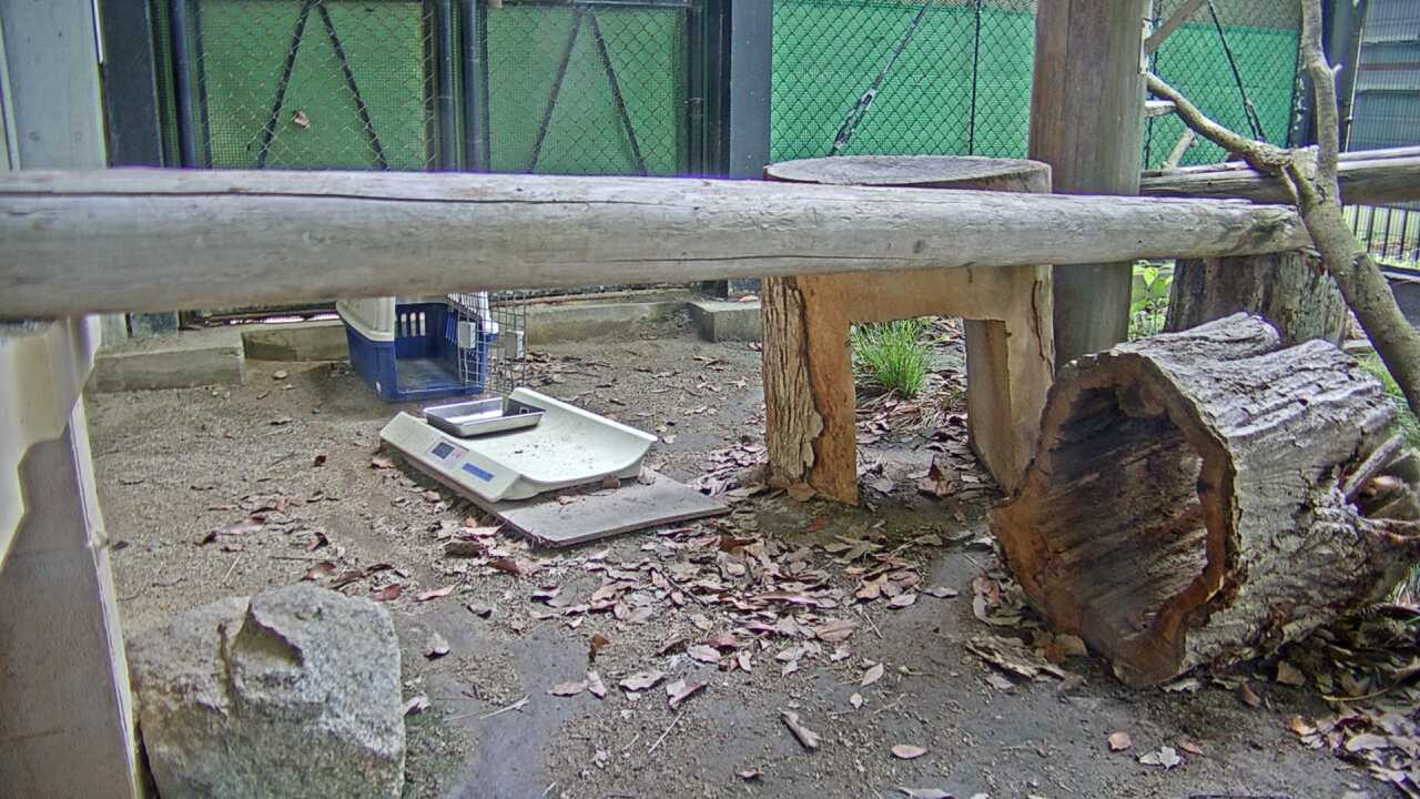 ツシマヤマネコ（福岡市動物園）
