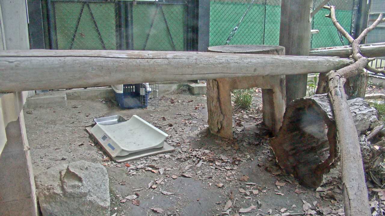 Tsushima Leopard Cat（Fukuoka City Zoological Garden）