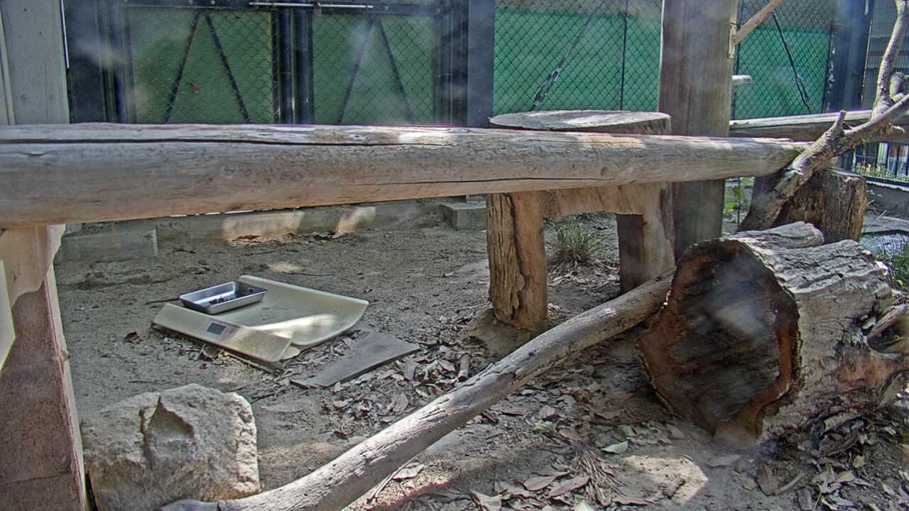 ツシマヤマネコ（福岡市動物園）