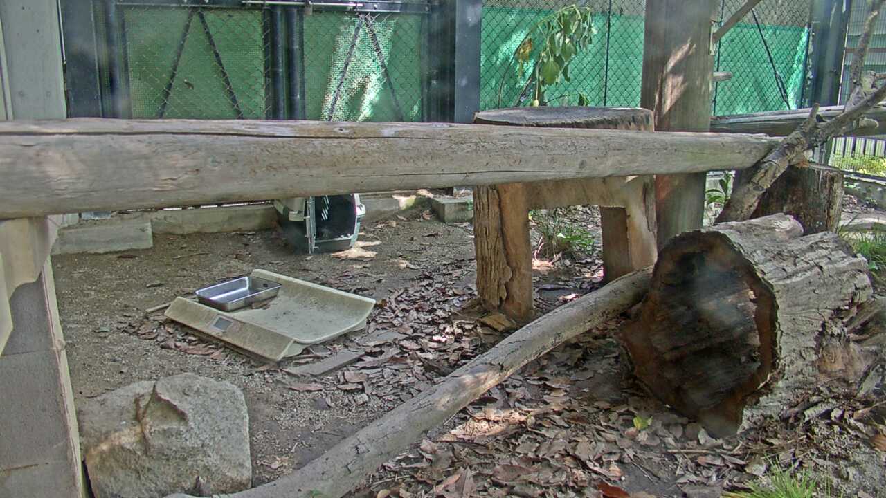 ツシマヤマネコ（福岡市動物園）