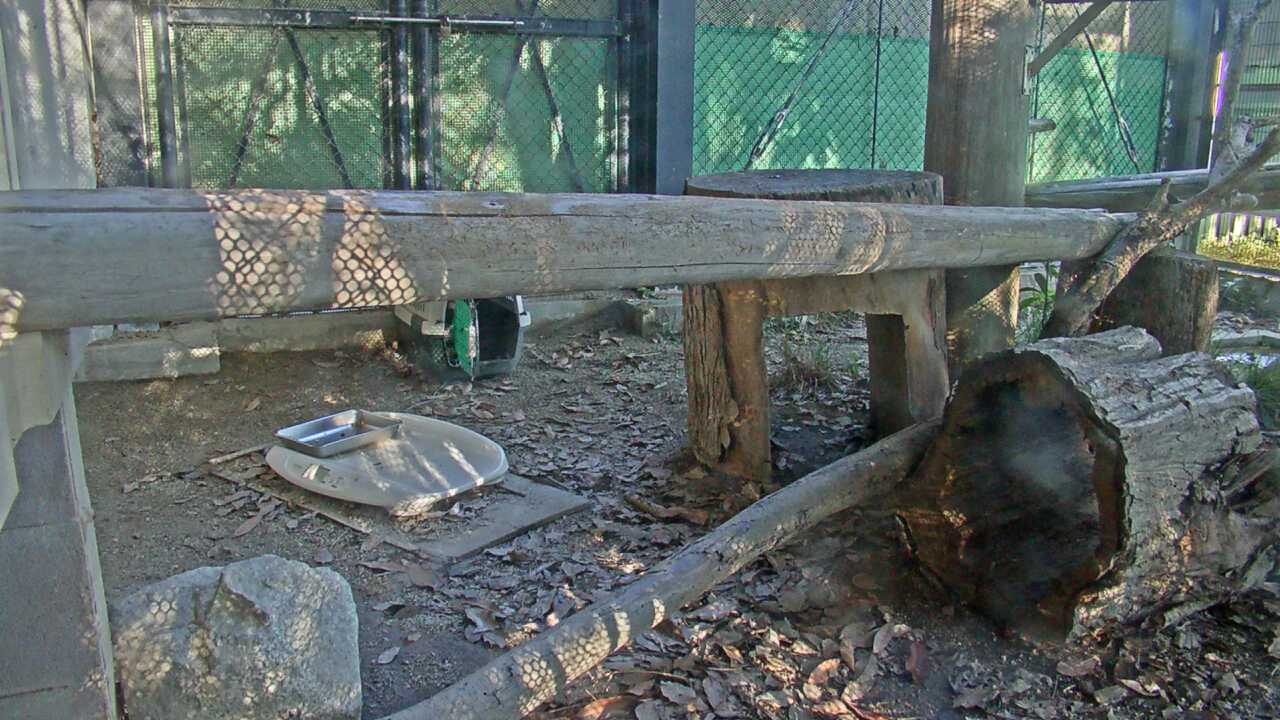Tsushima Leopard Cat（Fukuoka City Zoological Garden）