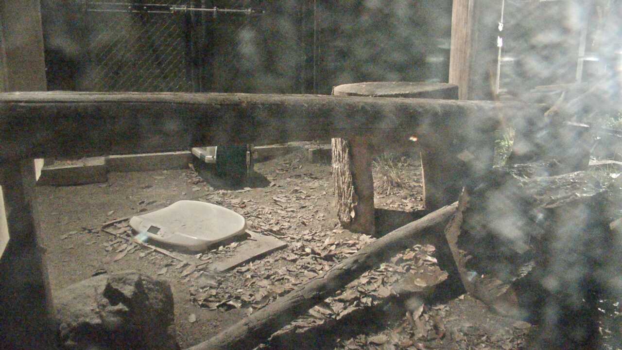 ツシマヤマネコ（福岡市動物園）