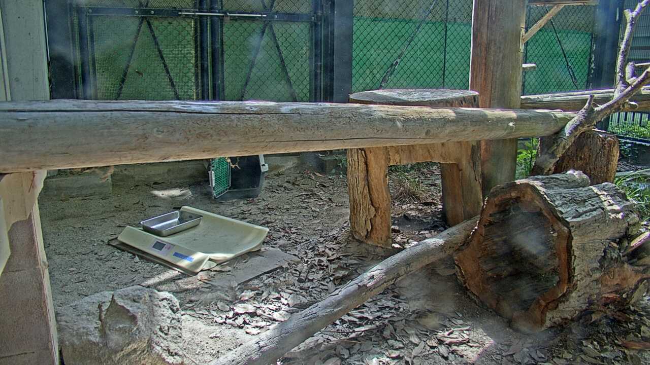 ツシマヤマネコ（福岡市動物園）