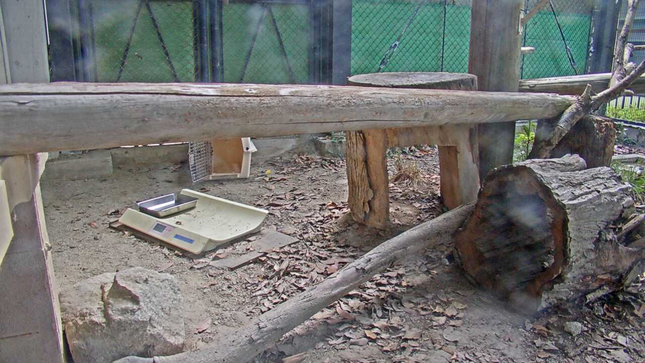 Tsushima Leopard Cat（Fukuoka City Zoological Garden）