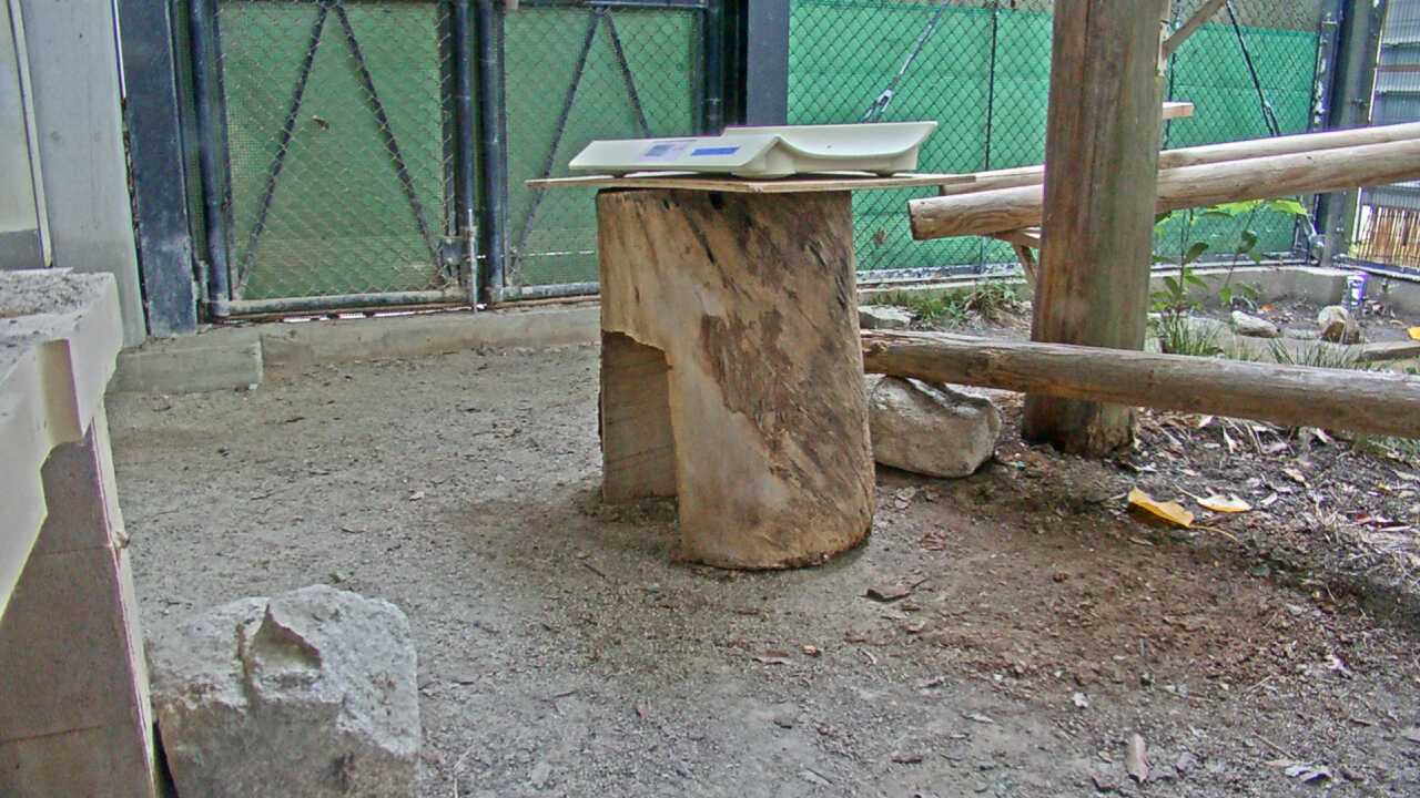 Tsushima Leopard Cat（Fukuoka City Zoological Garden）