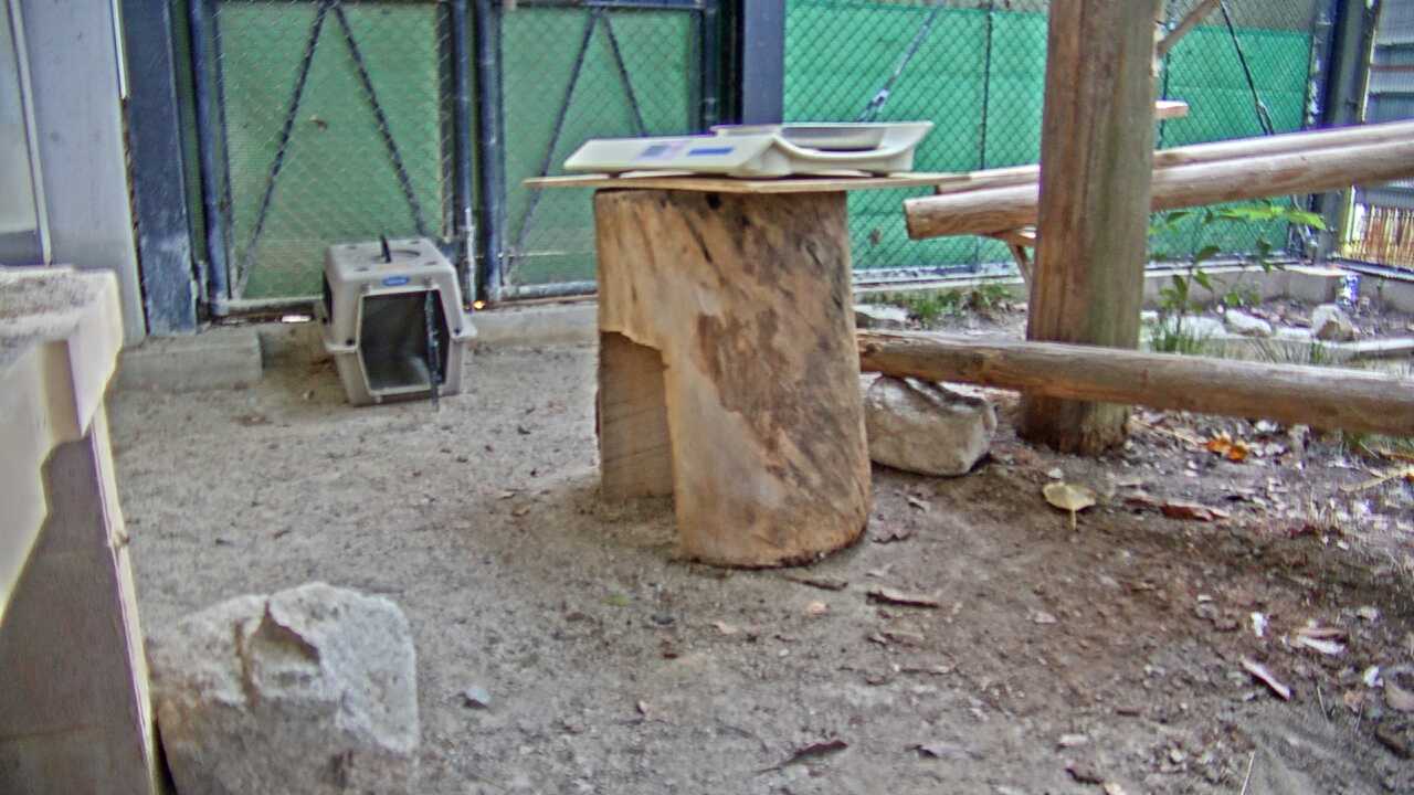 ツシマヤマネコ（福岡市動物園）