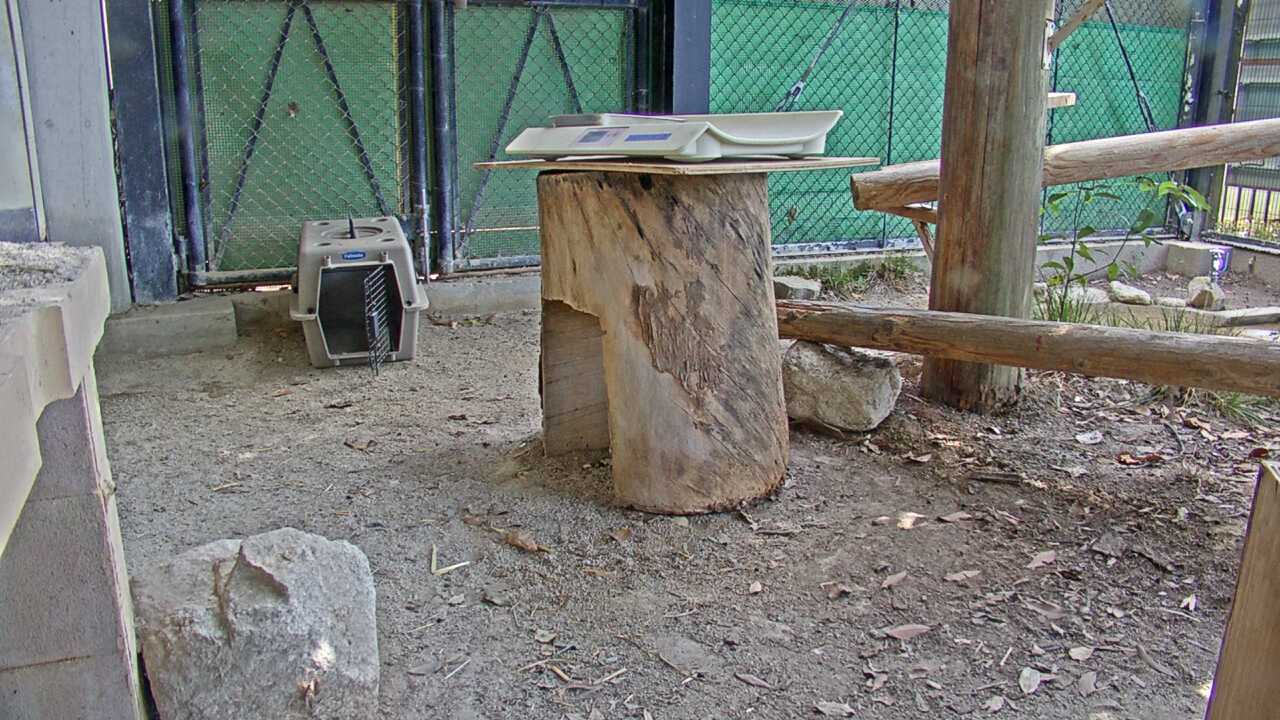 Tsushima Leopard Cat（Fukuoka City Zoological Garden）