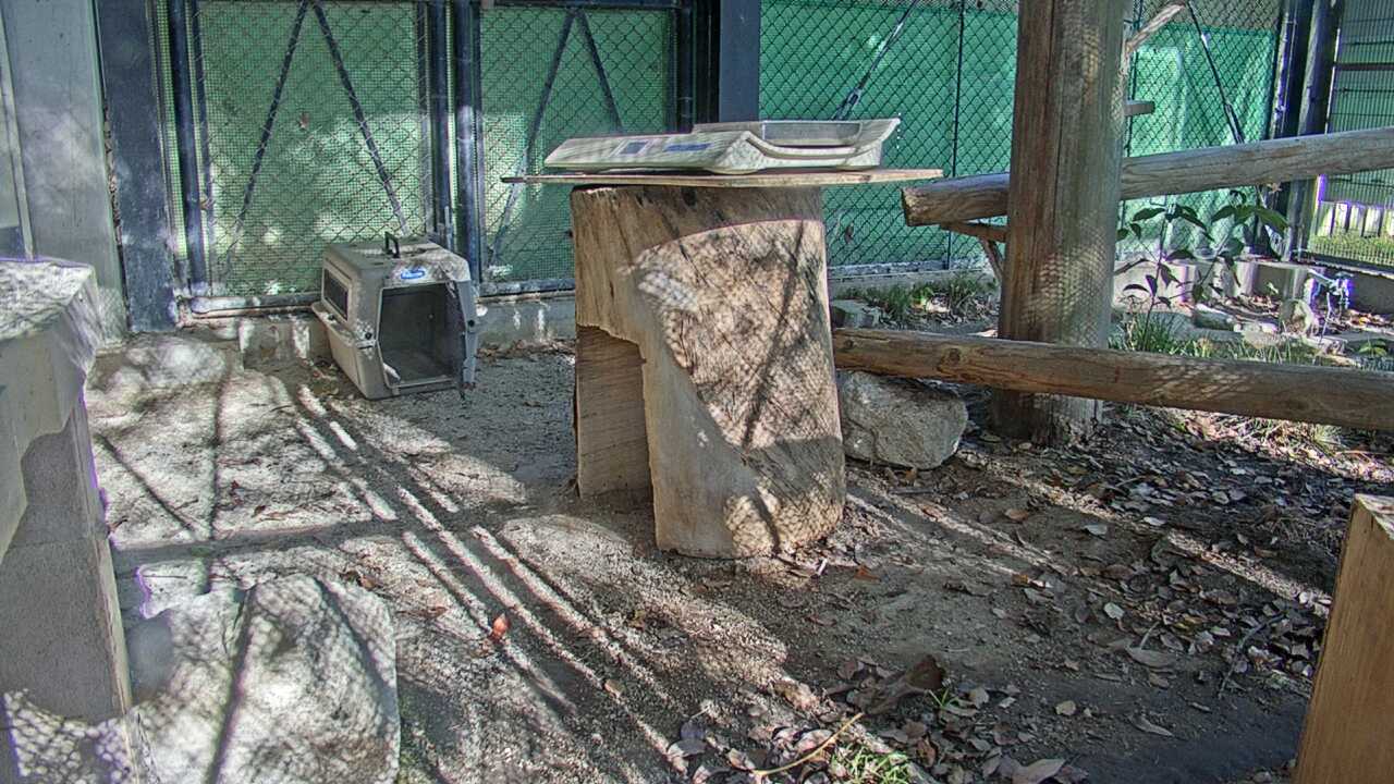 Tsushima Leopard Cat（Fukuoka City Zoological Garden）