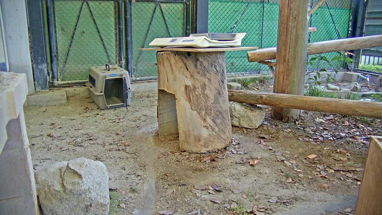 ツシマヤマネコ（福岡市動物園）