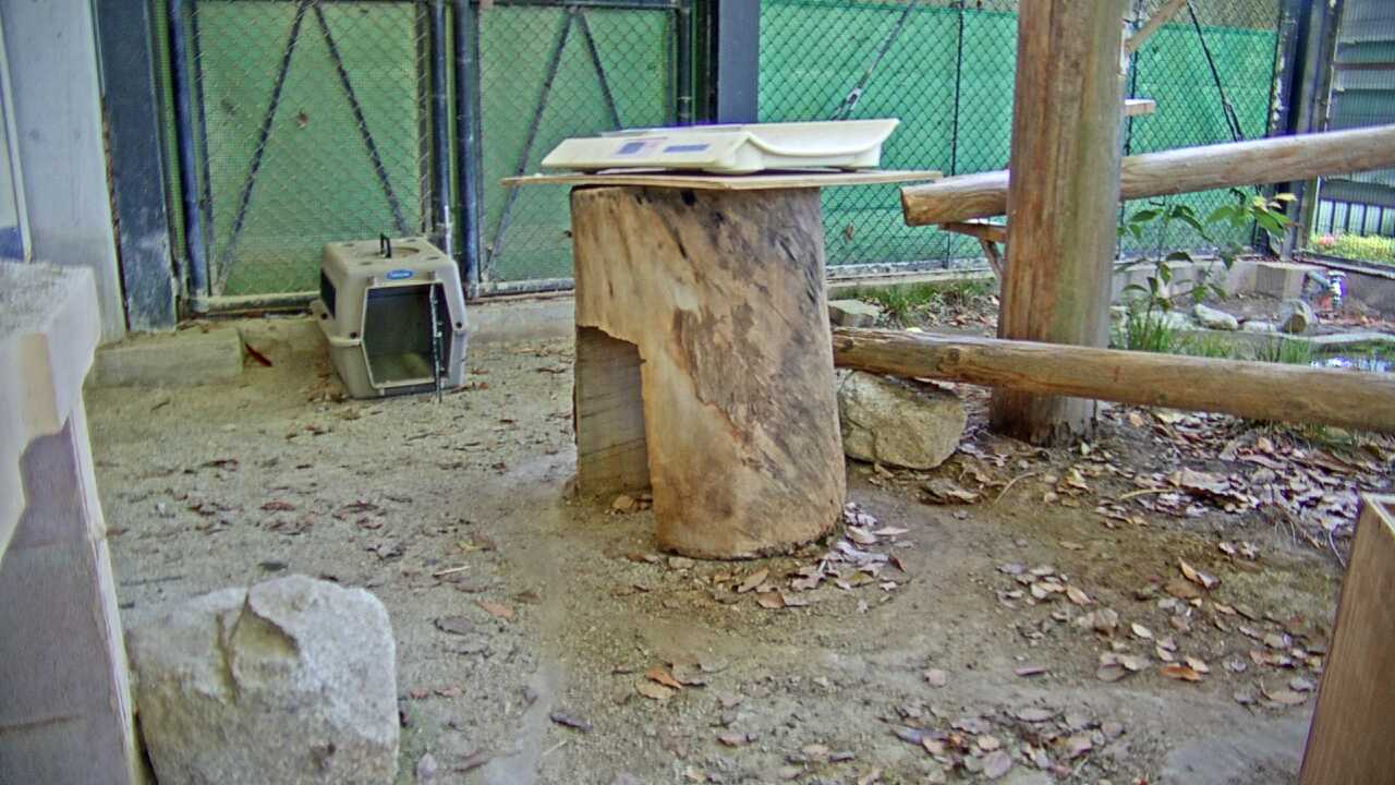 Tsushima Leopard Cat（Fukuoka City Zoological Garden）