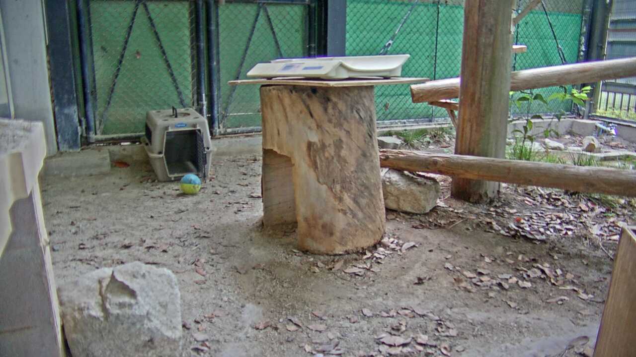 ツシマヤマネコ（福岡市動物園）