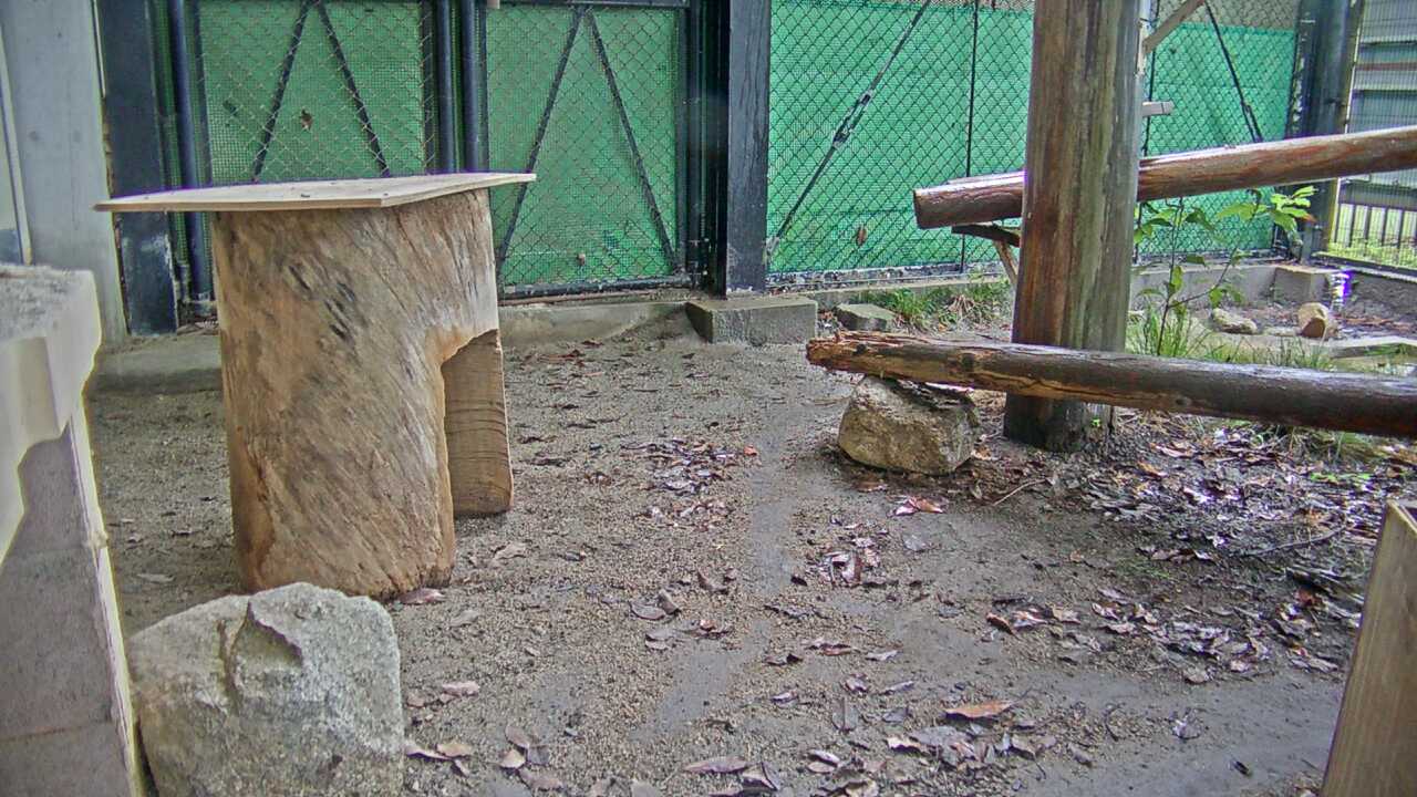 ツシマヤマネコ（福岡市動物園）