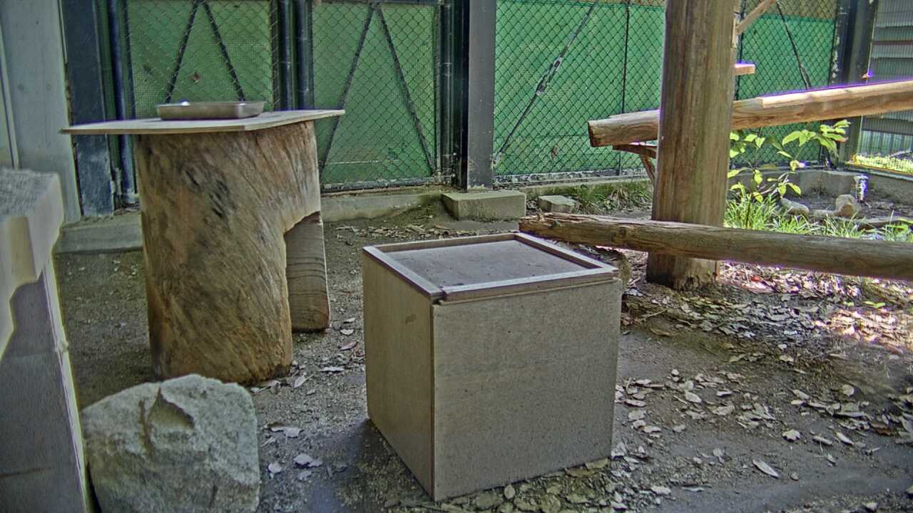 Tsushima Leopard Cat（Fukuoka City Zoological Garden）