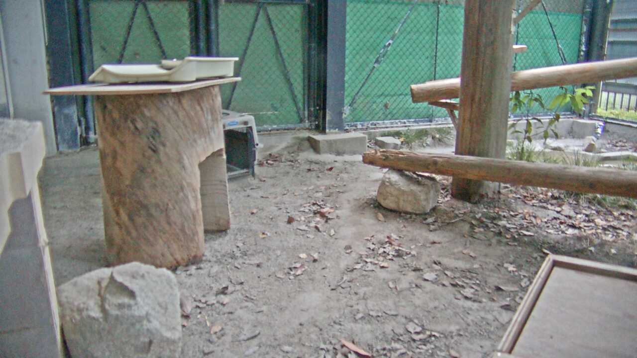 ツシマヤマネコ（福岡市動物園）