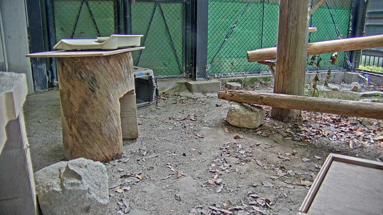 ツシマヤマネコ（福岡市動物園）