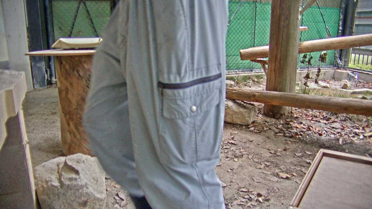 ツシマヤマネコ（福岡市動物園）