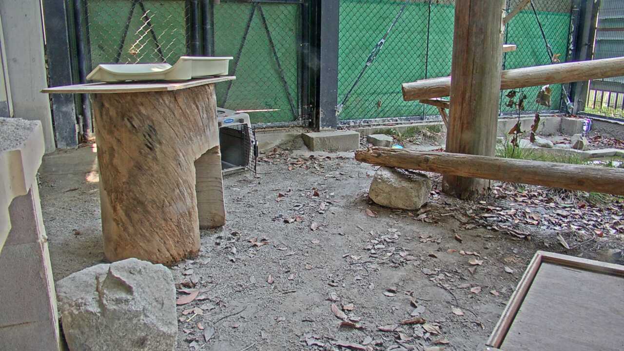 Tsushima Leopard Cat（Fukuoka City Zoological Garden）