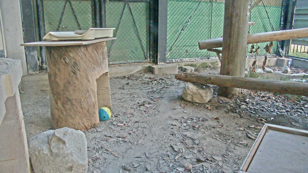 ツシマヤマネコ（福岡市動物園）