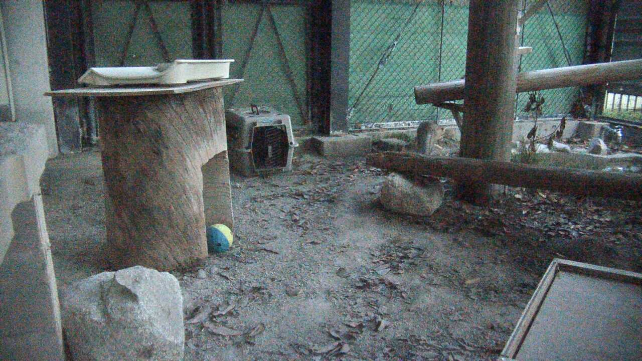 Tsushima Leopard Cat（Fukuoka City Zoological Garden）