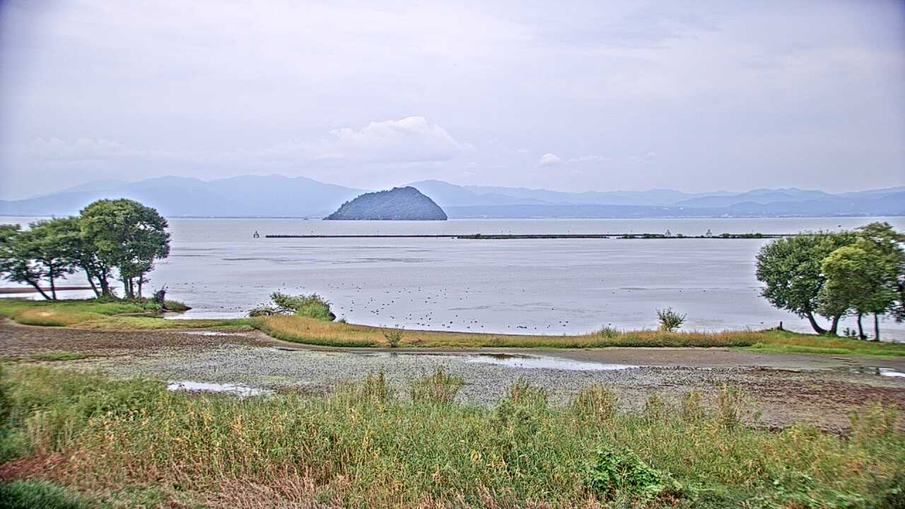 琵琶湖の水鳥
