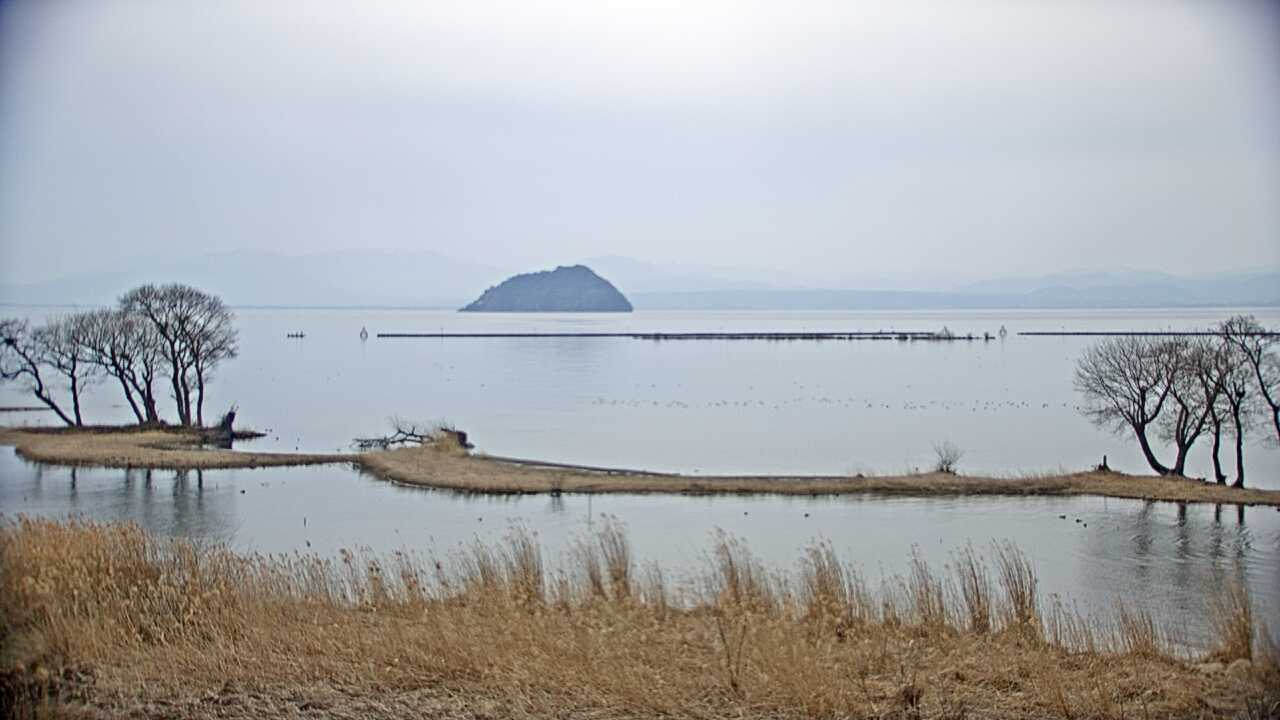 Waterbirds in Lake Biwa