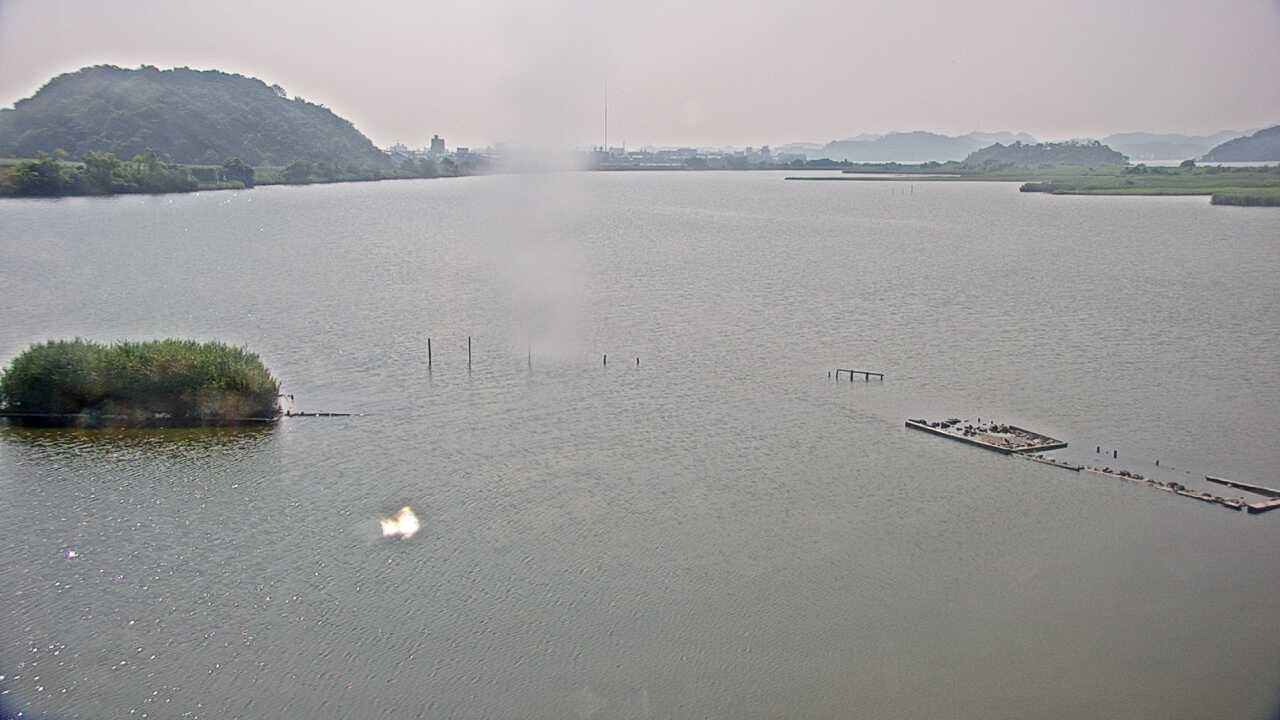 Bewicks Swans at Yonago Waterbird Sanctuary