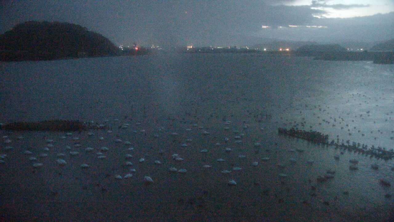 Bewicks Swans at Yonago Waterbird Sanctuary