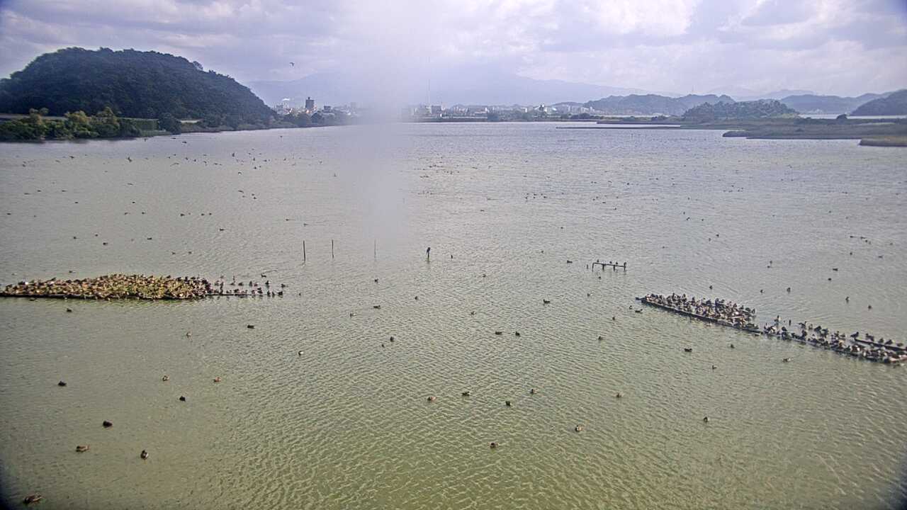 米子水鳥公園のコハクチョウ
