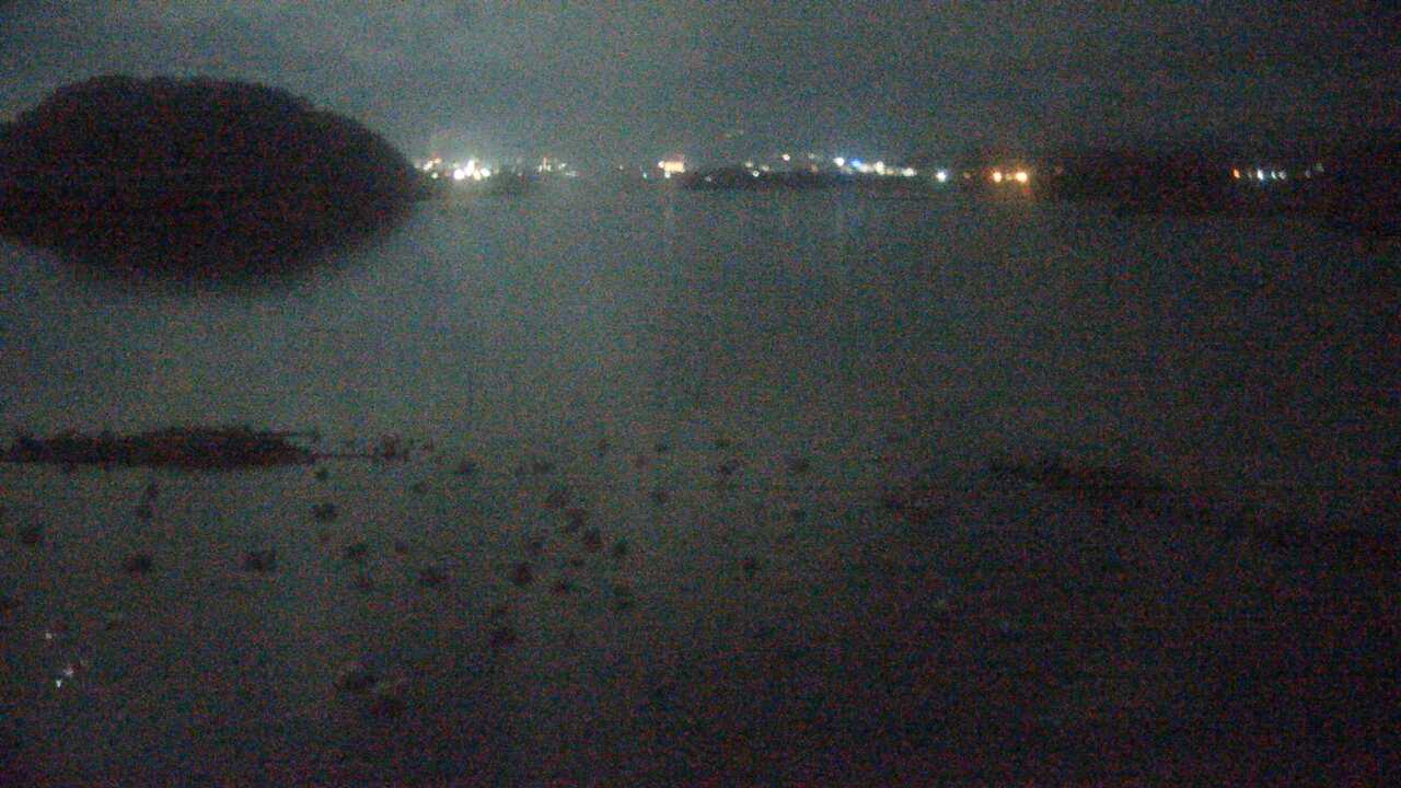 Bewicks Swans at Yonago Waterbird Sanctuary