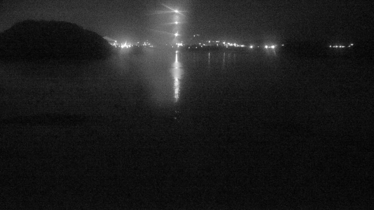 米子水鳥公園のコハクチョウ