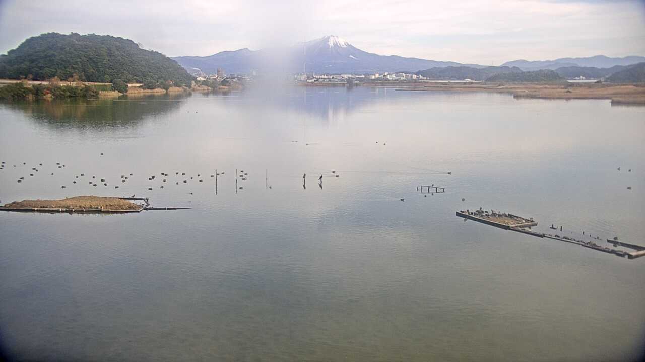 Bewicks Swans at Yonago Waterbird Sanctuary