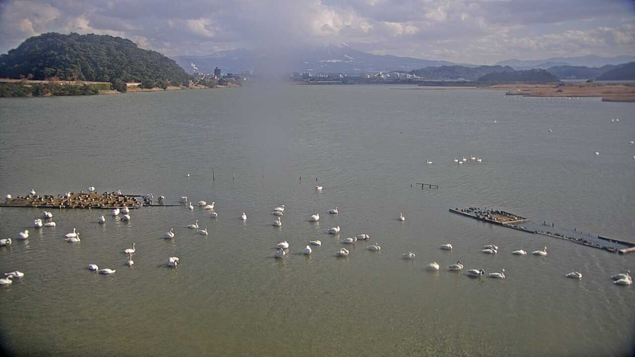米子水鳥公園のコハクチョウ