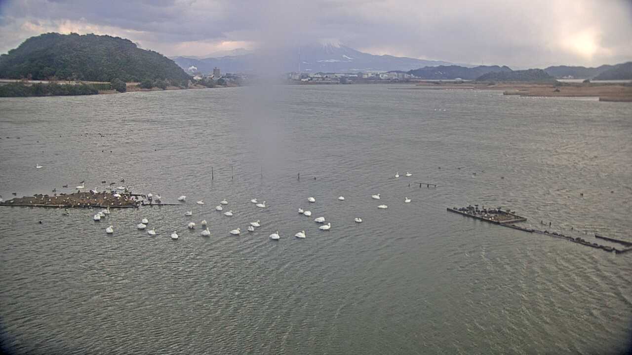 Bewicks Swans at Yonago Waterbird Sanctuary