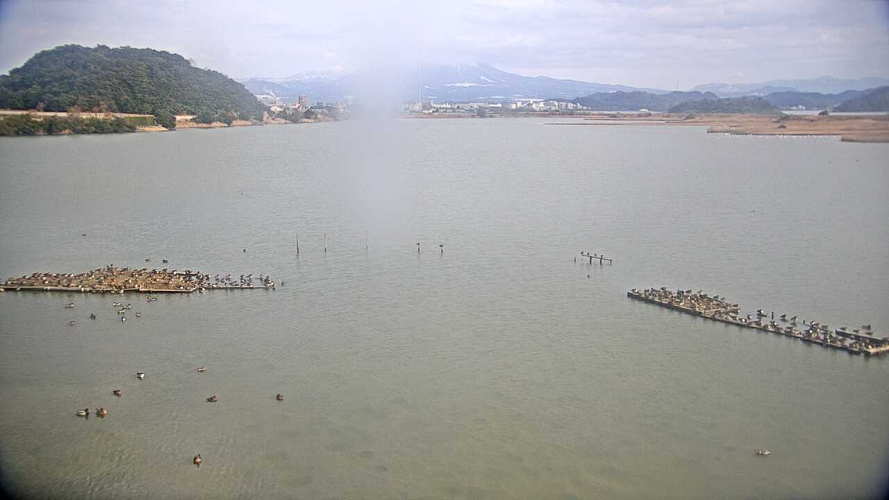 米子水鳥公園のコハクチョウ