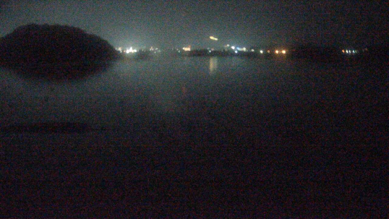 米子水鳥公園のコハクチョウ