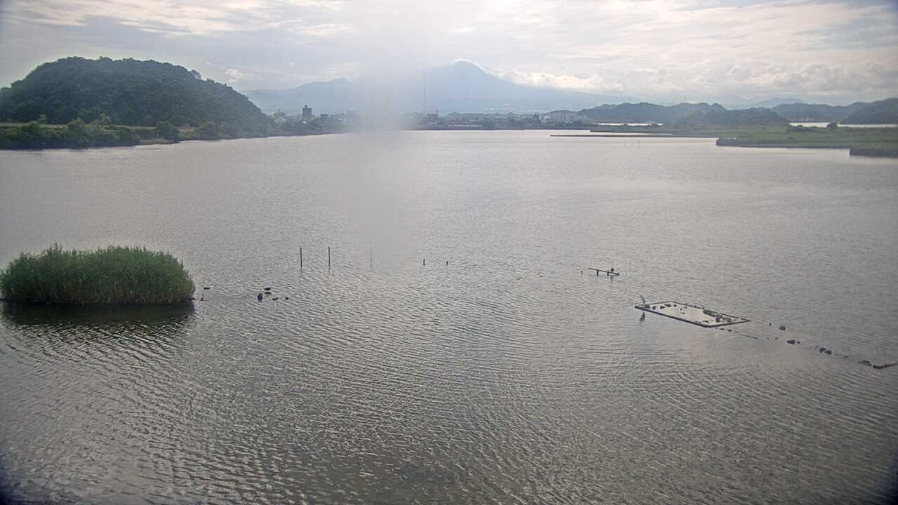 Bewicks Swans at Yonago Waterbird Sanctuary